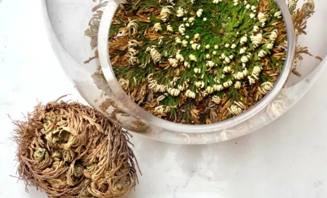 Rose of Jericho and its effects